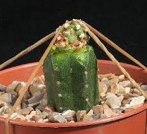 Kaktoos (1)